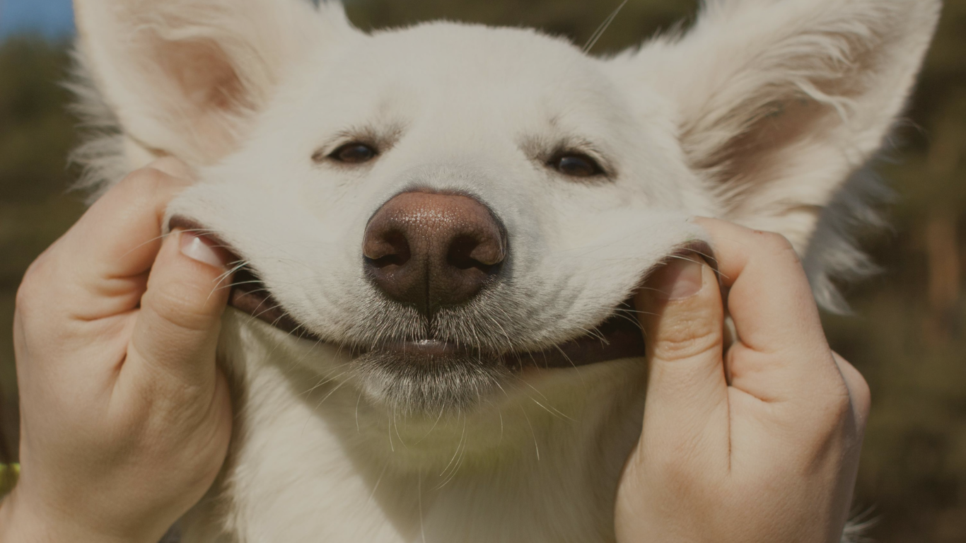 10 Fun Dog Facts That Will Make You Love Them Even More