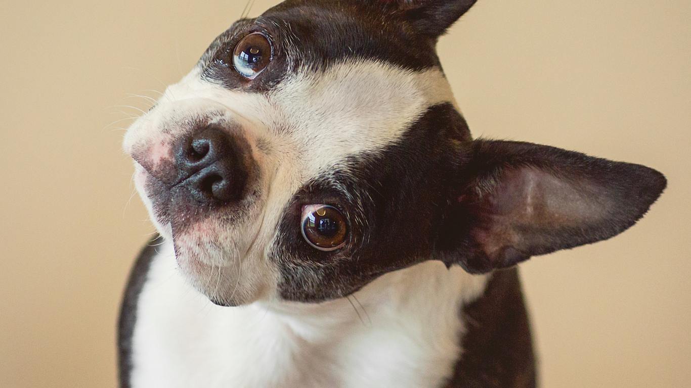 Why Dogs Tilt Their Heads: The Adorable Habit That Actually Means Something