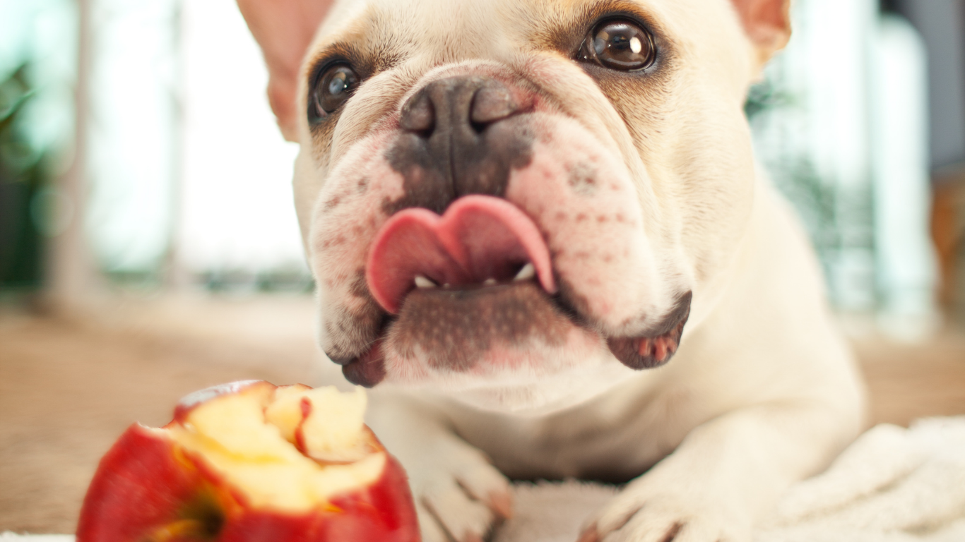 10 Human Foods You Can Safely Feed Your Dog (In Moderation)